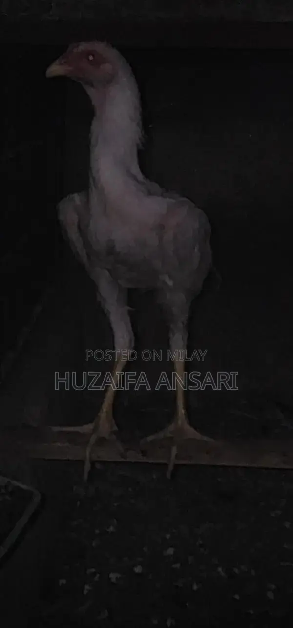 Adorable White Shih Tzu Puppy - Healthy Home-Bred Companion