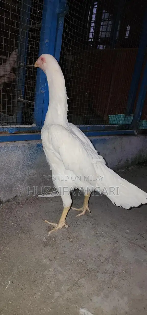 Adorable White Shih Tzu Puppy - Healthy Home-Bred Companion