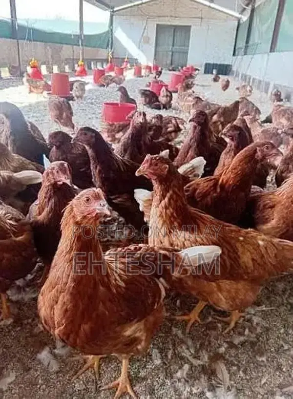 Fresh Lohman Brown Starter Hens - High-Quality Poultry Breed