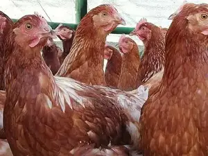 Fresh Lohman Brown Starter Hens - High-Quality Poultry Breed