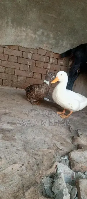 Brown and White Breeder Duck Pair