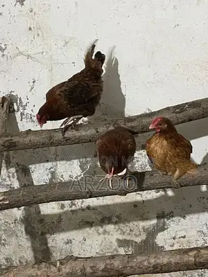 Fresh Desi Golden Mishri Chickens - Premium Farm-Raised Poultry