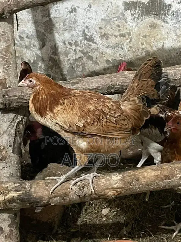 Fresh Desi Golden Mishri Chickens - Premium Farm-Raised Poultry