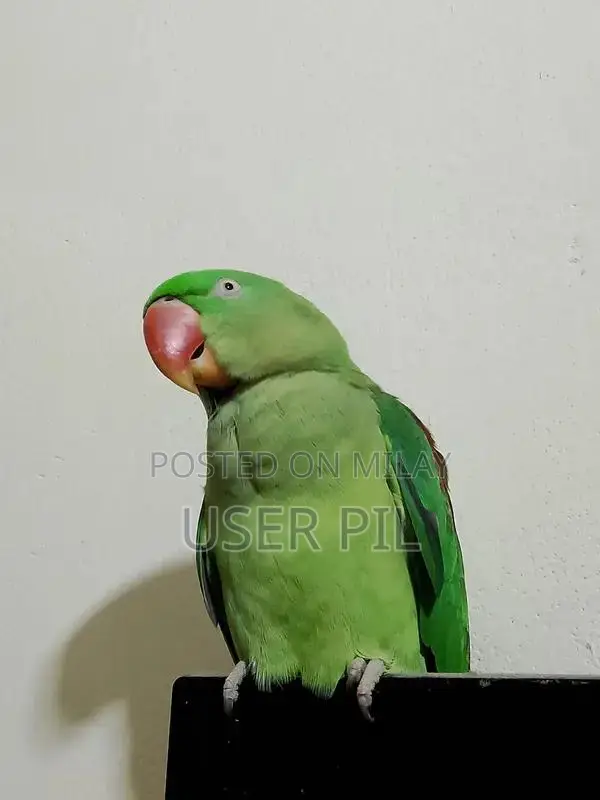 Female Breeder Hen - Mature Poultry Breeding Stock