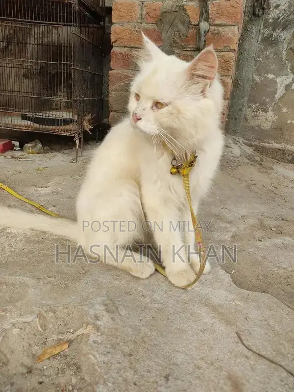 Mature Yellow-Eyed Persian Male Bird for Breeding