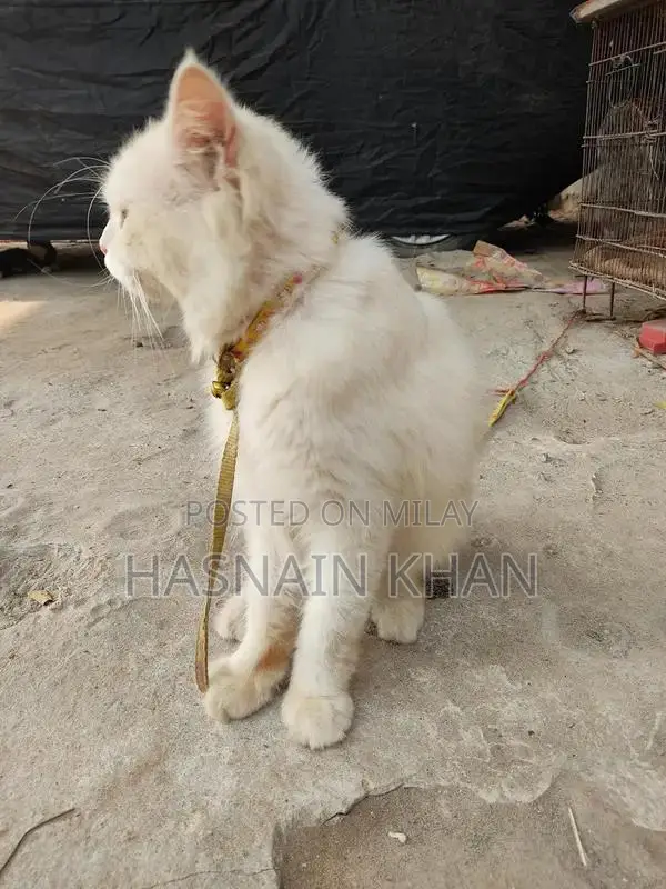 Mature Yellow-Eyed Persian Male Bird for Breeding
