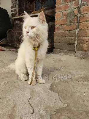 Mature Yellow-Eyed Persian Male Bird for Breeding