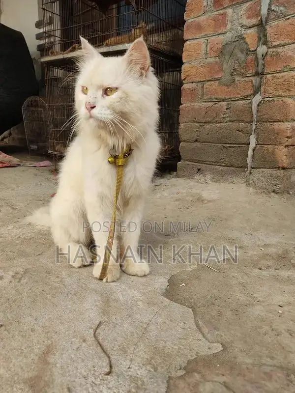 Mature Yellow-Eyed Persian Male Bird for Breeding