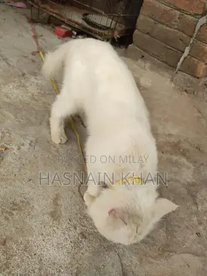 Mature Yellow-Eyed Persian Male Bird for Breeding