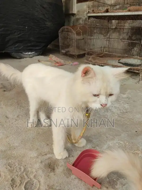 Mature Yellow-Eyed Persian Male Bird for Breeding