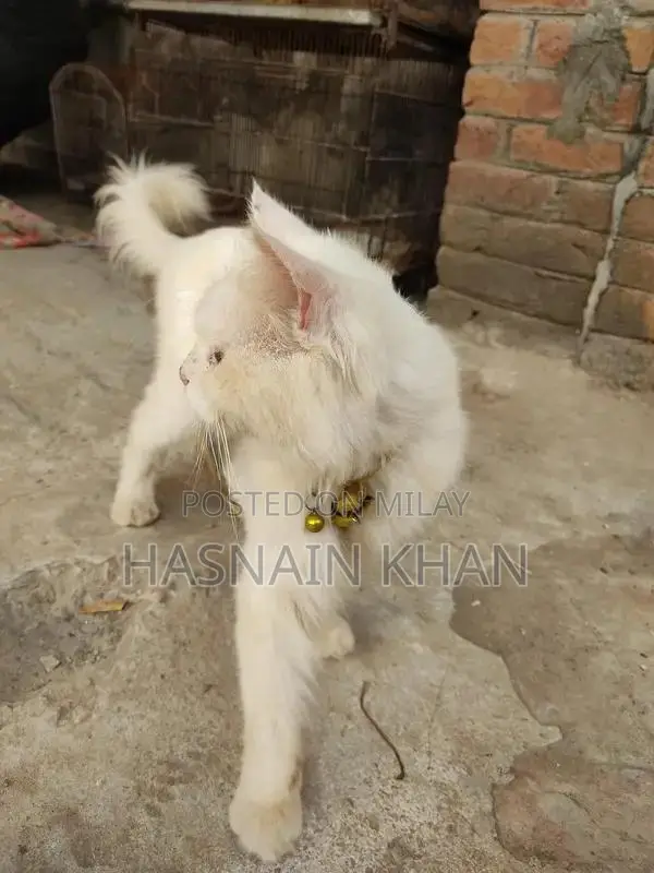 Mature Yellow-Eyed Persian Male Bird for Breeding