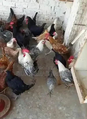 Golden Misri Desi Hen Eggs - Fresh Farm Produce