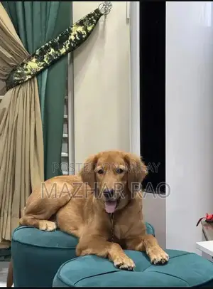 Photo - Fully Trained Golden Retriever Puppy - Family-Friendly Companion