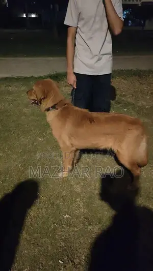 Fully Trained Golden Retriever Puppy - Family-Friendly Companion