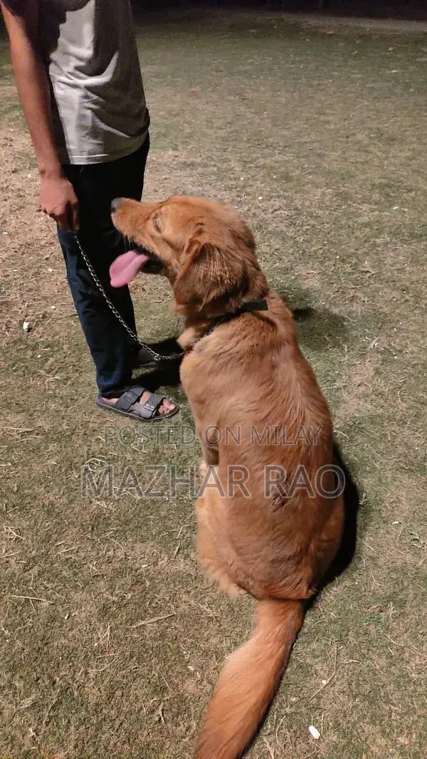 Fully Trained Golden Retriever Puppy - Family-Friendly Companion