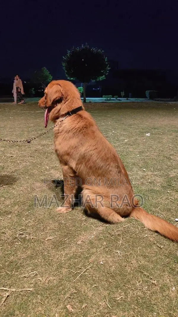 Fully Trained Golden Retriever Puppy - Family-Friendly Companion