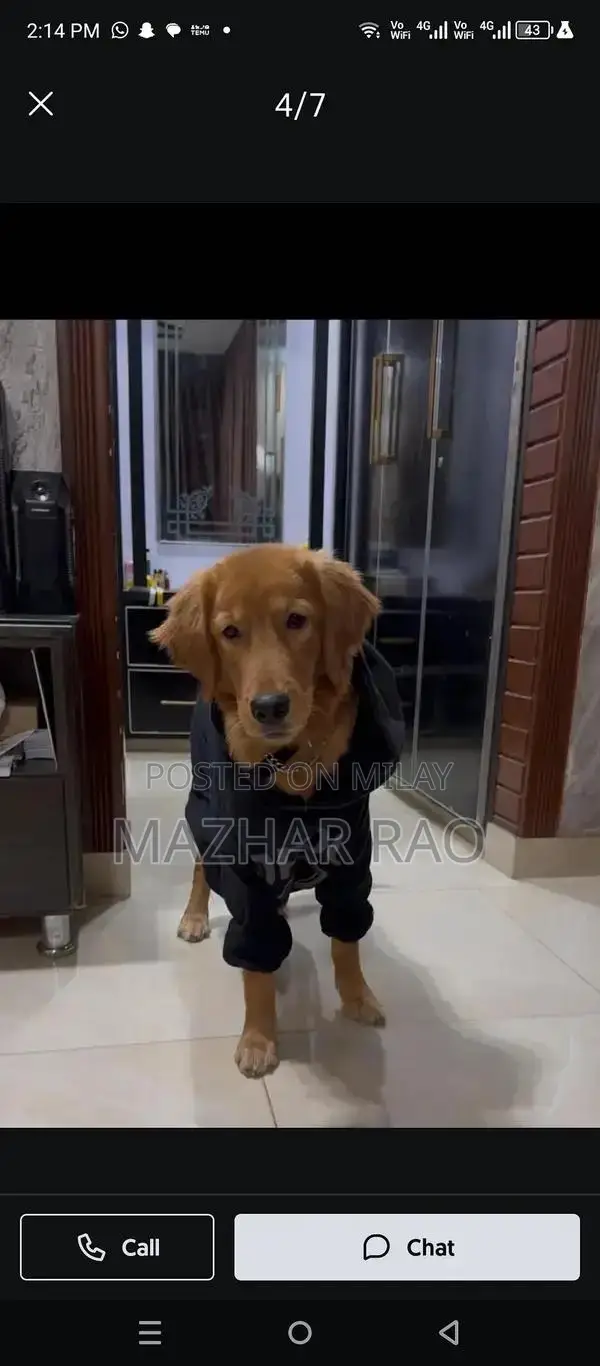 Fully Trained Golden Retriever Puppy - Family-Friendly Companion