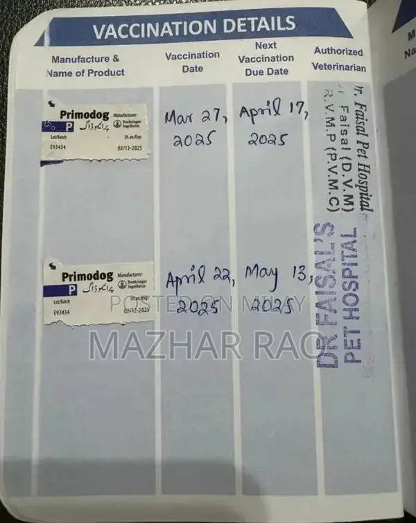 Fully Trained Golden Retriever Puppy - Family-Friendly Companion