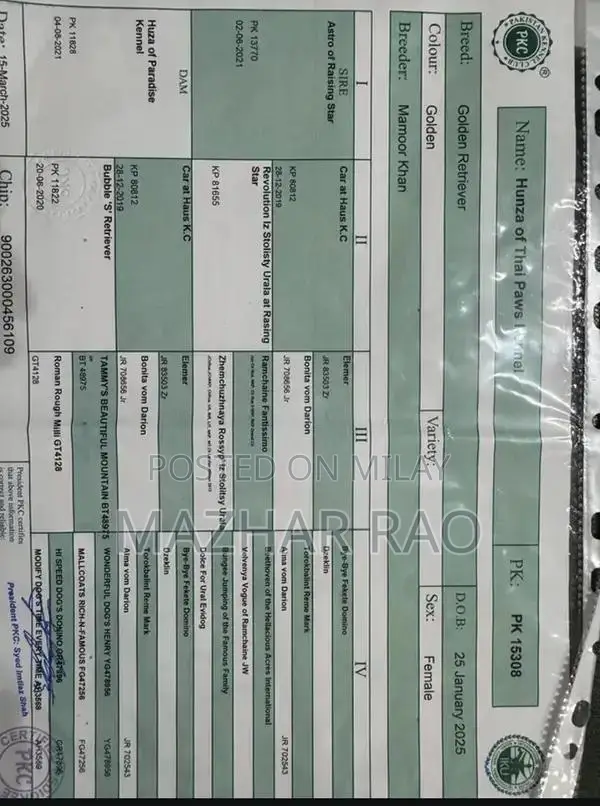 Fully Trained Golden Retriever Puppy - Family-Friendly Companion