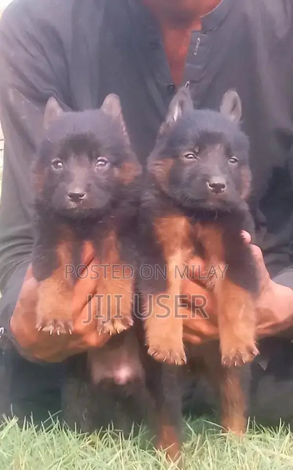 Long Coat German Shepherd Puppies - Healthy and Available