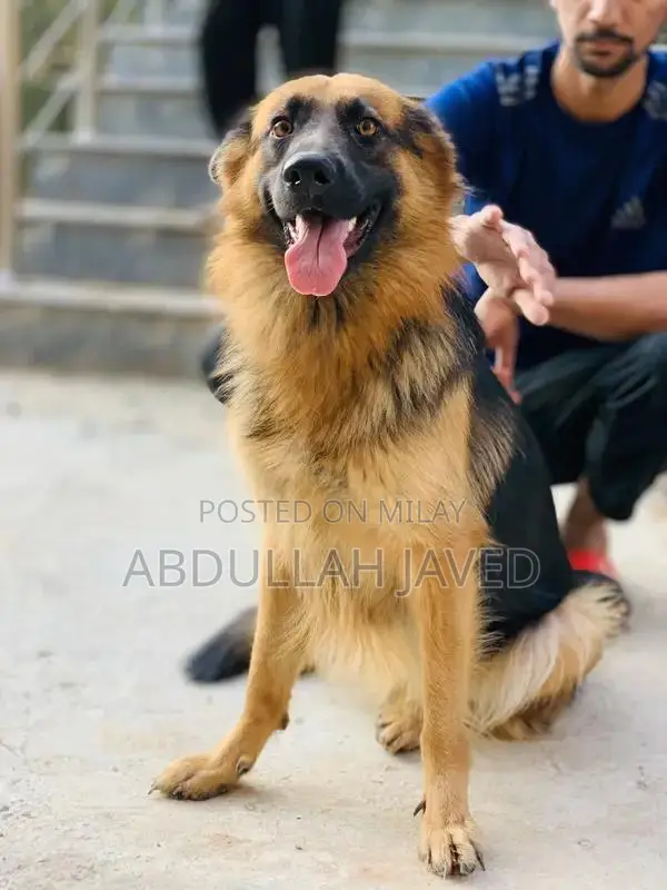 German Shepherd Female Dog - Double Coat Purebred