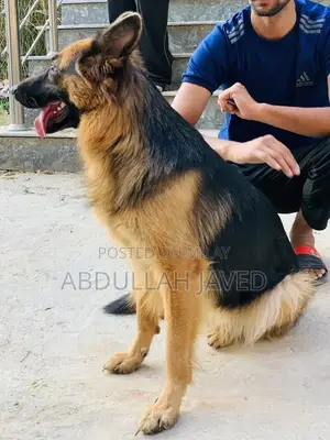 German Shepherd Female Dog - Double Coat Purebred