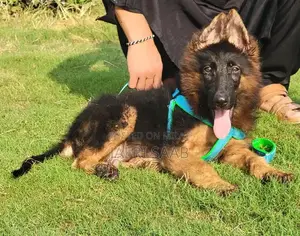 Photo - German Shepherd Male Puppy - Long Coat, Black Mask