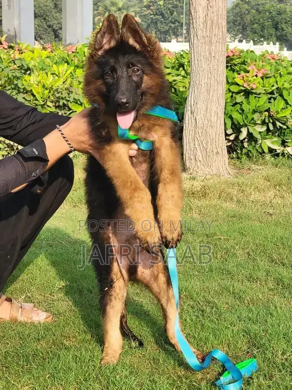 German Shepherd Male Puppy - Long Coat, Black Mask
