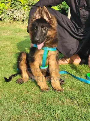 German Shepherd Male Puppy - Long Coat, Black Mask