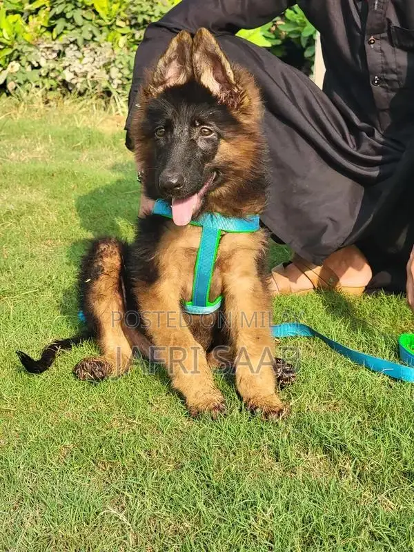 German Shepherd Male Puppy - Long Coat, Black Mask
