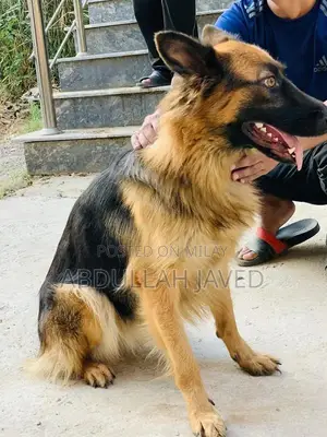 German Shepherd Female Dog - Double Coat Purebred