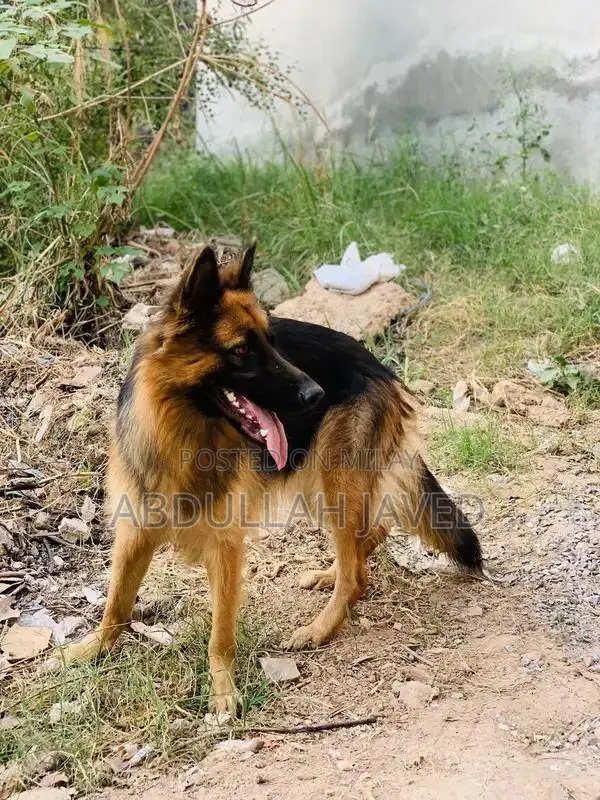 German Shepherd Female Dog - Double Coat Purebred