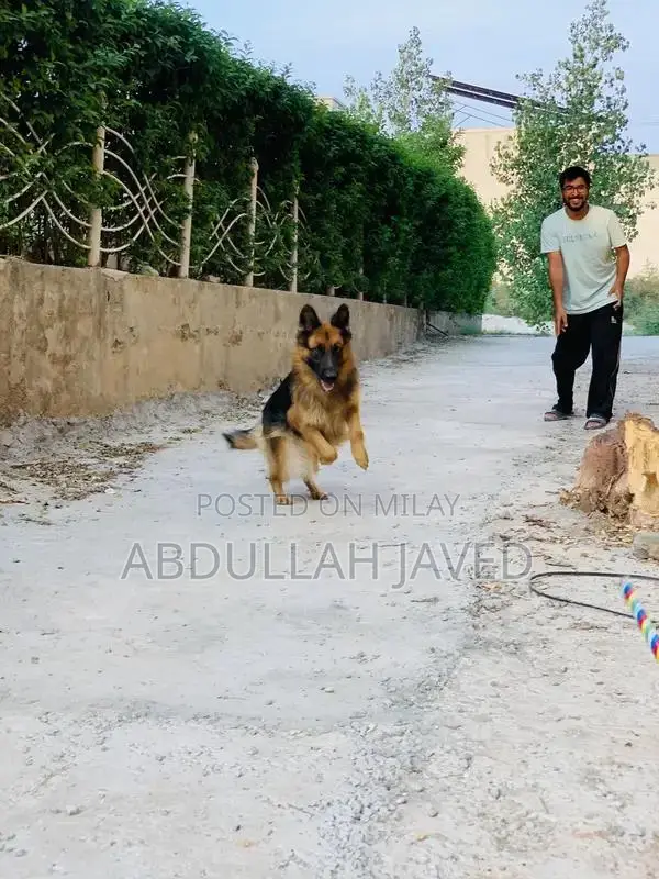 German Shepherd Female Dog - Double Coat Purebred