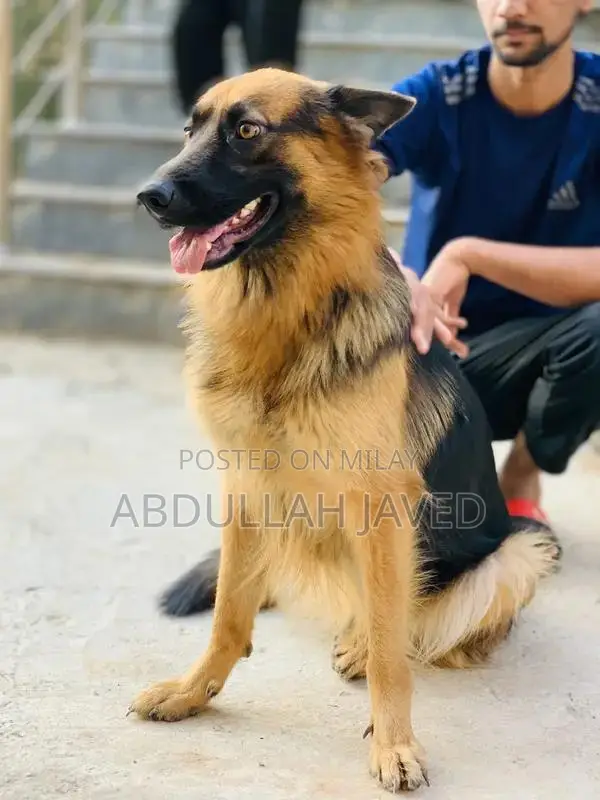 German Shepherd Female Dog - Double Coat Purebred