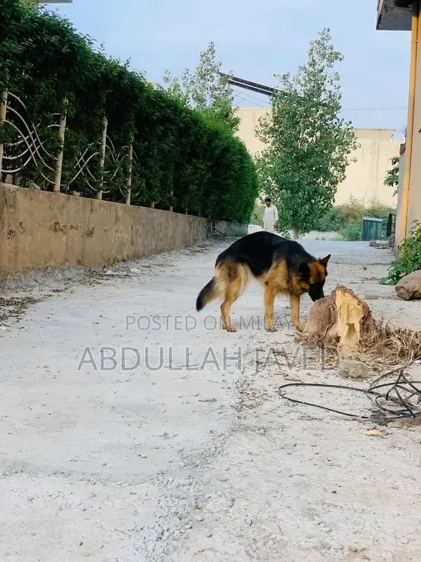 German Shepherd Female Dog - Double Coat Purebred