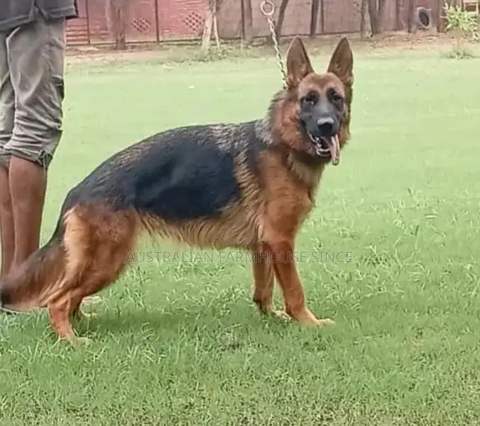 German Shepherd Female Purebred Working Dog