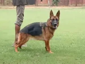 German Shepherd Female Purebred Working Dog