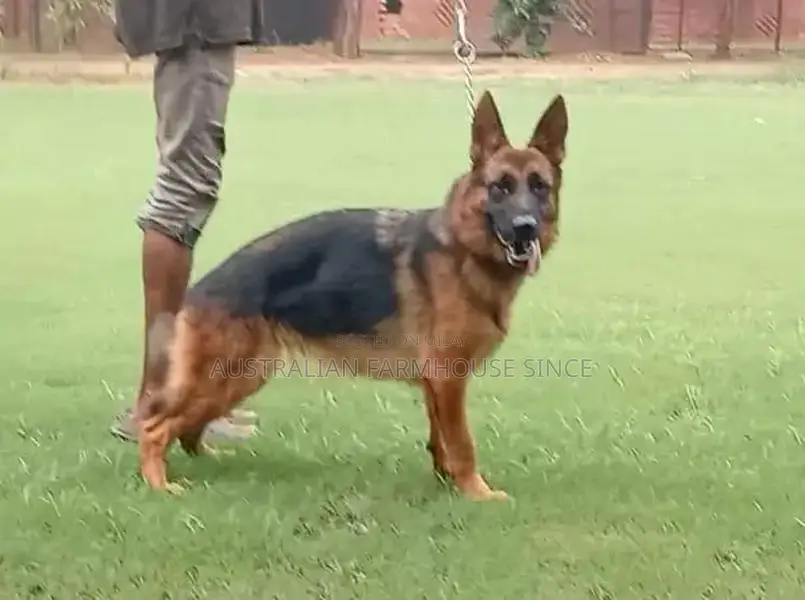 German Shepherd Female Purebred Working Dog