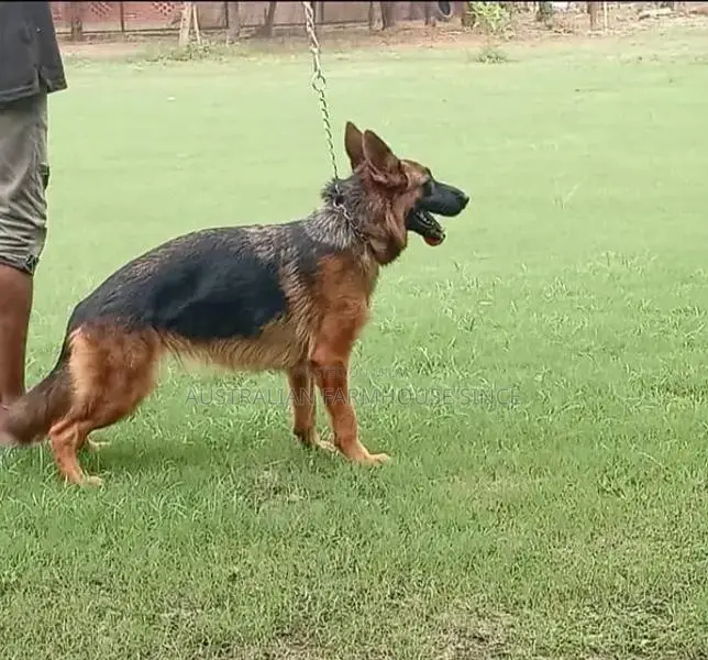 German Shepherd Female Purebred Working Dog