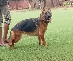German Shepherd Female Purebred Working Dog