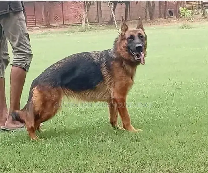 German Shepherd Female Purebred Working Dog