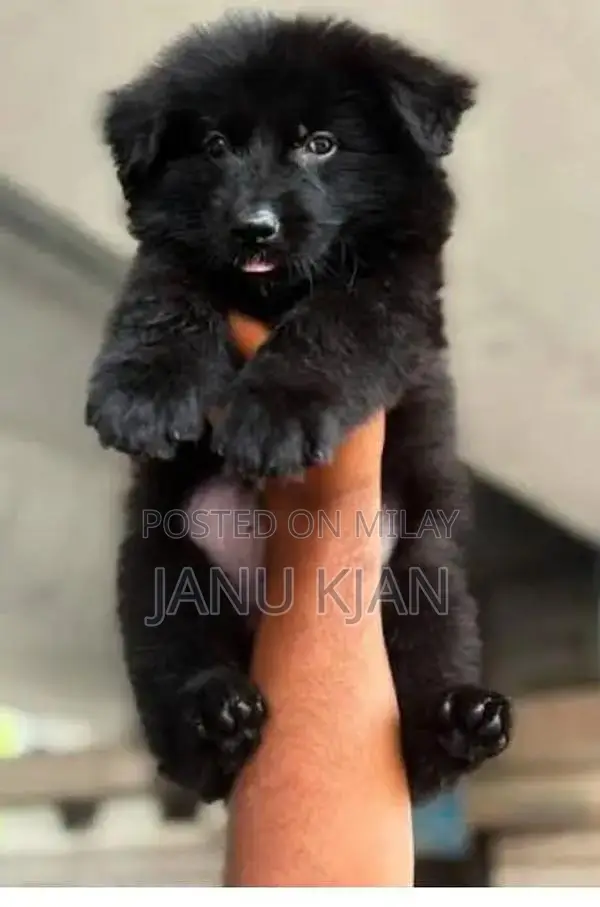 German Shepherd Long Coat Puppy - Exceptional Companion