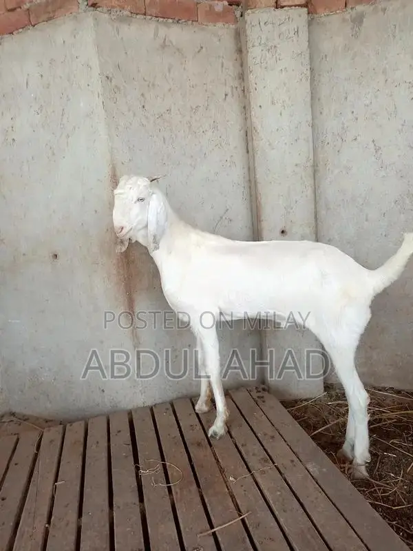 5-Month-Old White Goat (Bakra) for Sale - Young and Healthy