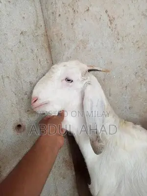 5-Month-Old White Goat (Bakra) for Sale - Young and Healthy