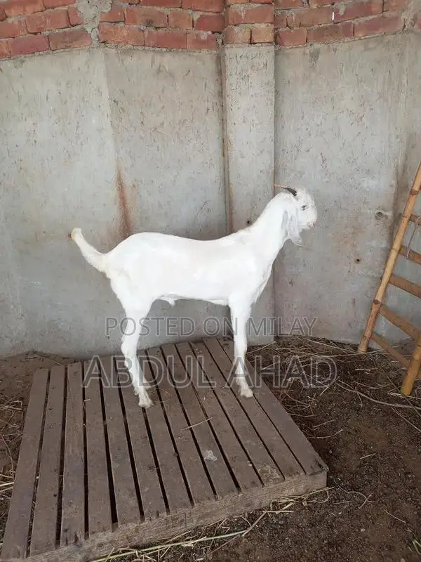 5-Month-Old White Goat (Bakra) for Sale - Young and Healthy