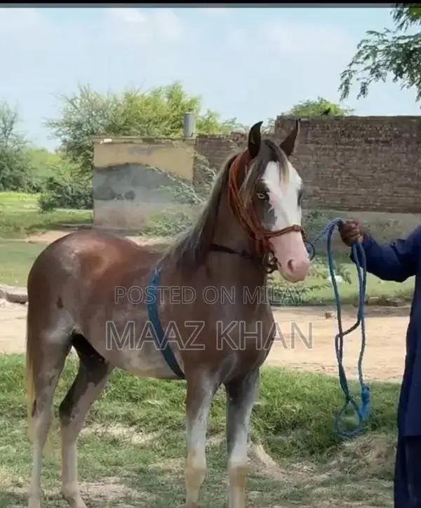 Horse for Sale - 19-Month-Old Kabotra Breed