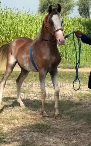 Horse for Sale - 19-Month-Old Kabotra Breed