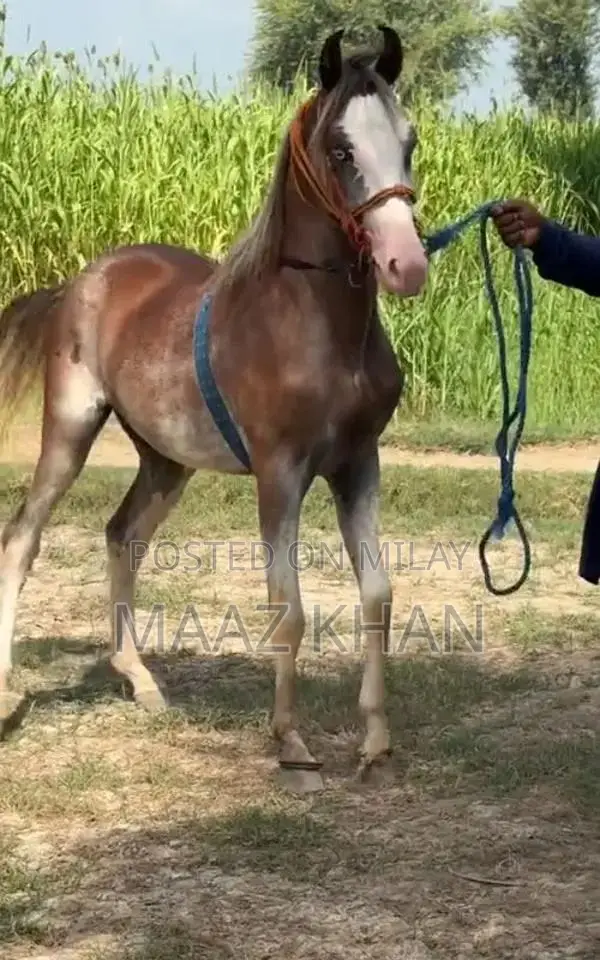 Horse for Sale - 19-Month-Old Kabotra Breed