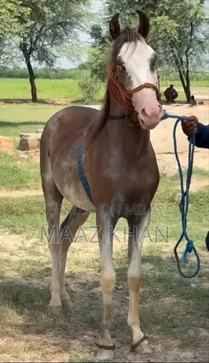 Horse for Sale - 19-Month-Old Kabotra Breed