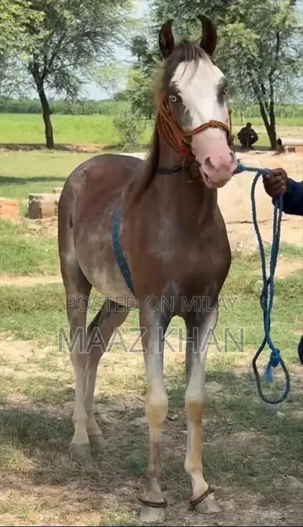 Horse for Sale - 19-Month-Old Kabotra Breed